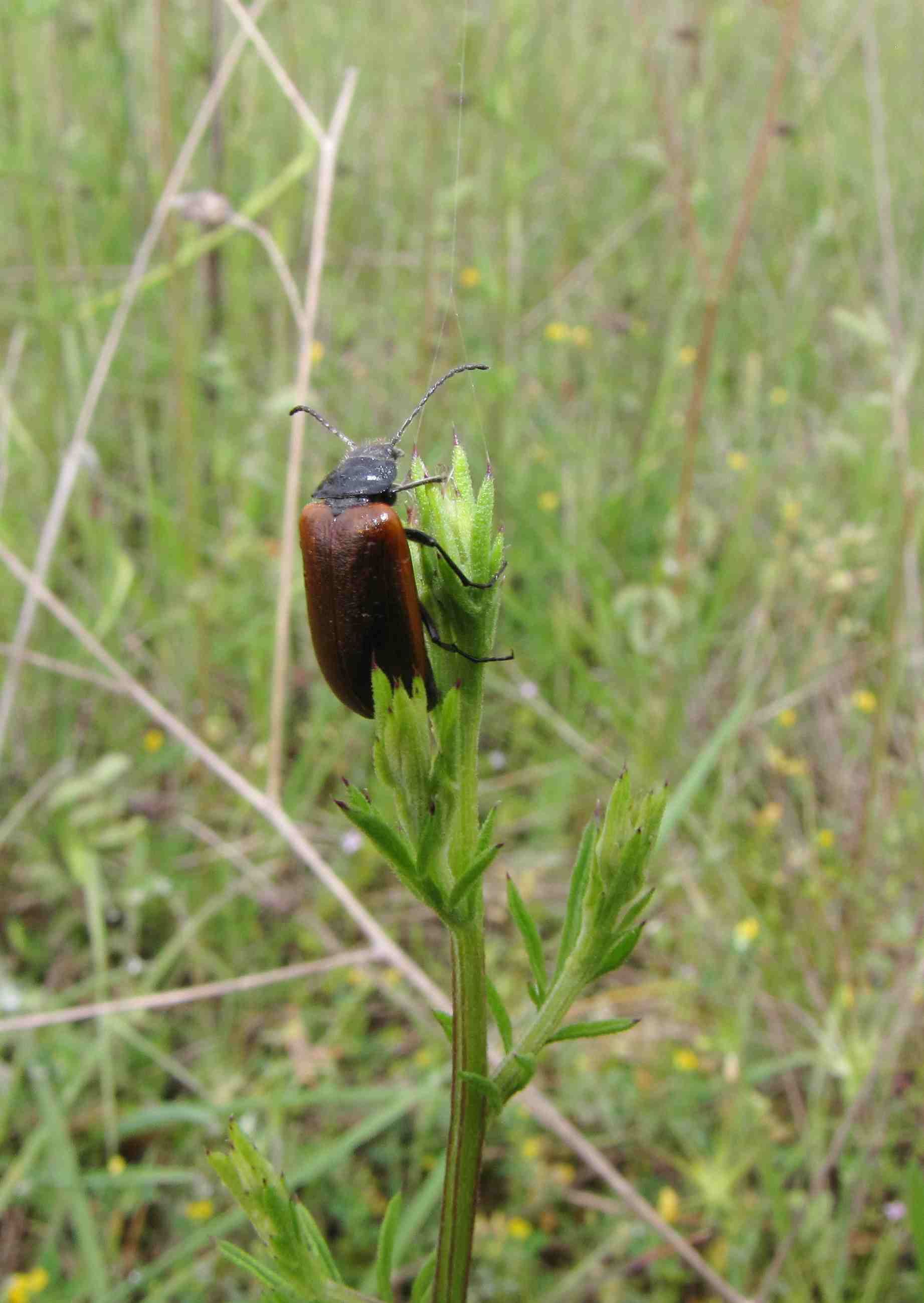 Omophlus sp.